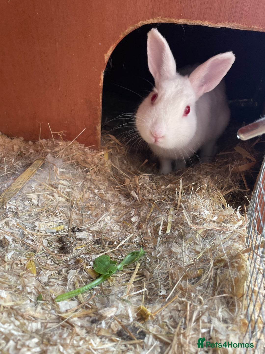 Himalayan rabbits for sale: Lovely female rabbit 🩷 - Image 2