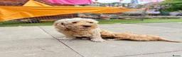Cockapoo dogs for sale: Cockapoo F1B puppies - Advert 2