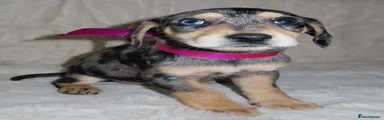 Dachshund 5