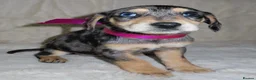 Dachshund dogs for sale: BEAUTIFUL DACHSHUND READY FOR FOREVER HOME!!! in Wolverhampton - Advert 27