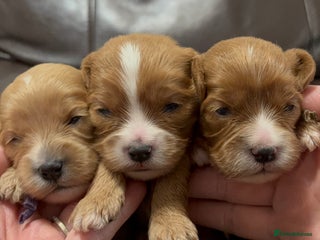 Cavapoo dogs Gorgeous F1 Cavapoo puppies. Health tested parents - Advert 5