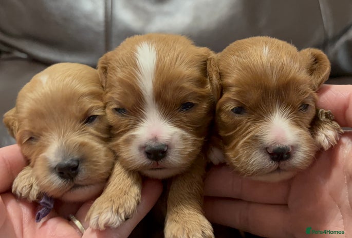 Cavapoo dogs Gorgeous F1 Cavapoo puppies. Health tested parents - Advert 4