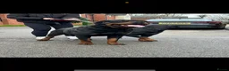 Rottweiler dogs for sale: finall litter 2 Female Rottweiler puppies  - Advert 5
