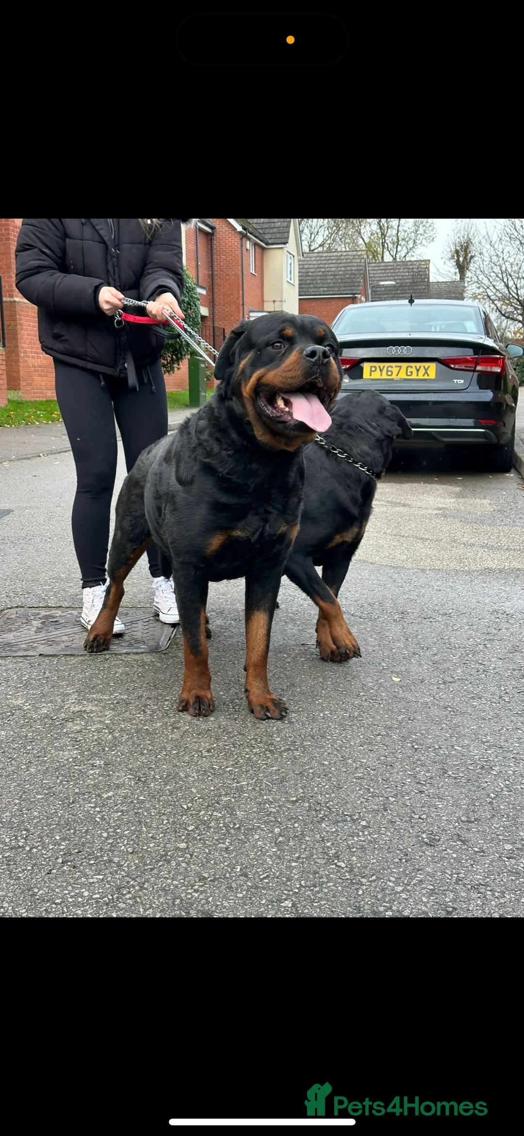 Rottweiler dogs for sale: finall litter 2 Female Rottweiler puppies  - Advert 5