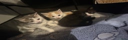 Mixed Breed cats for sale: 3 male kittens  - Advert 1
