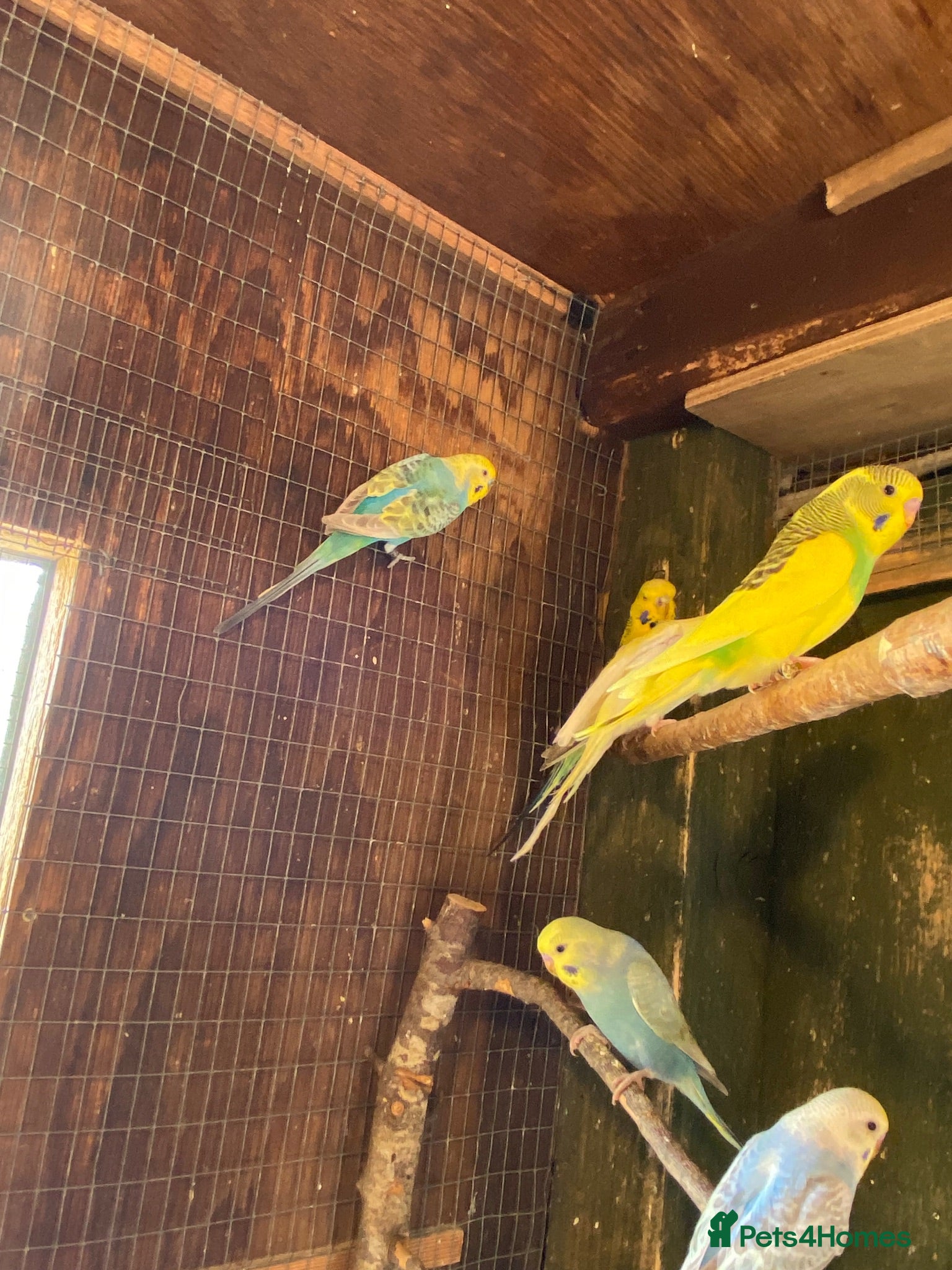 Budgerigars birds Baby budgies  - Advert 5
