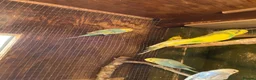 Budgerigars birds for sale: Baby budgies  - Advert 1