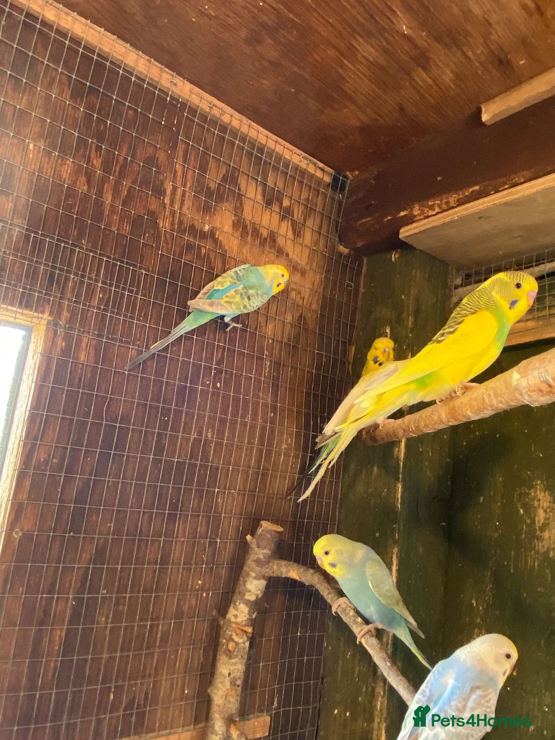 Budgerigars birds for sale: Baby budgies  - Advert 1