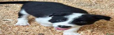 Border Collie 3