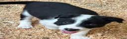 Border Collie dogs for sale: ISDS registered pups - Advert 3