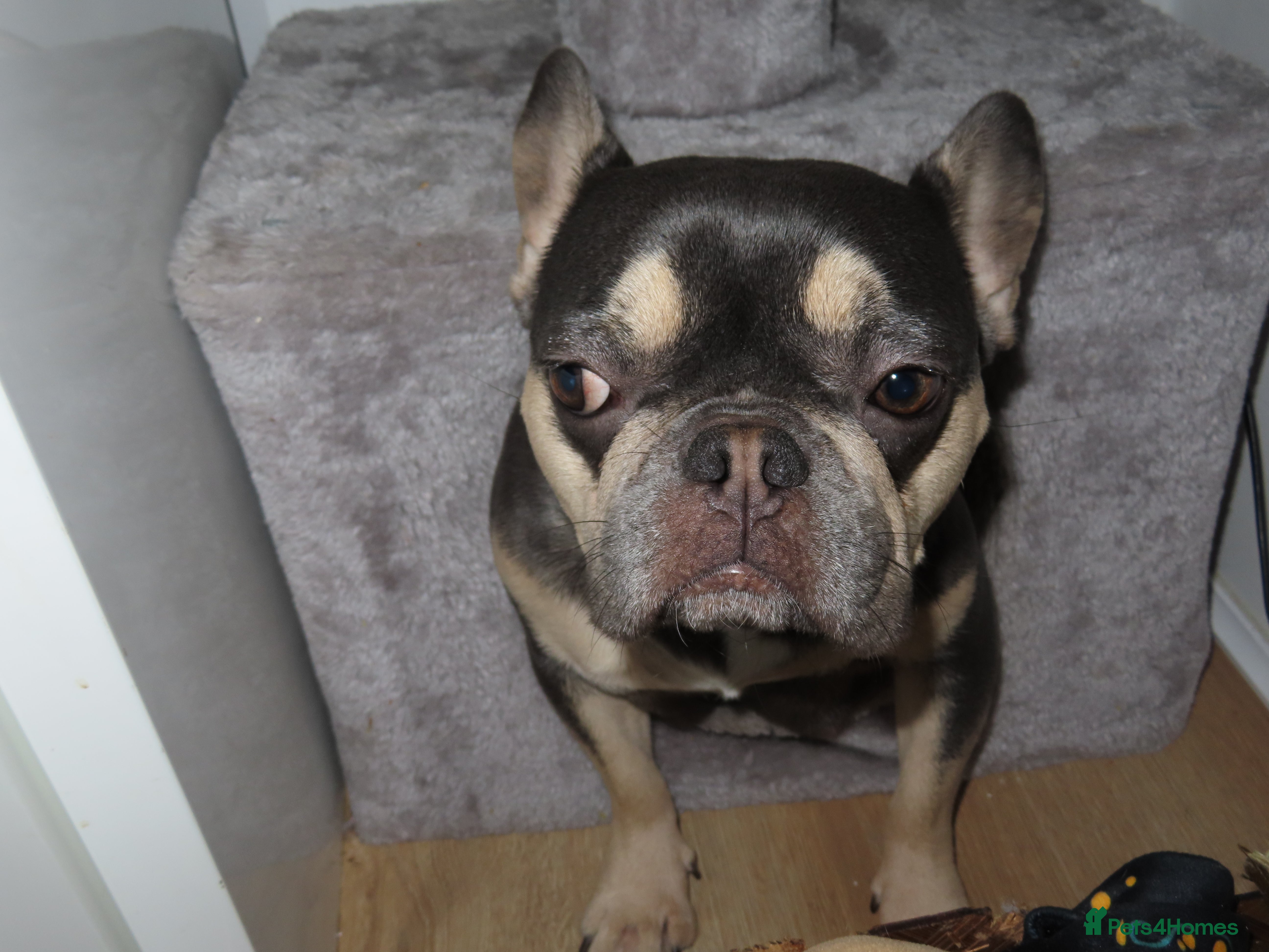 French Bulldog dogs French Bulldog Puppies Ready for Forever Home - Advert 2