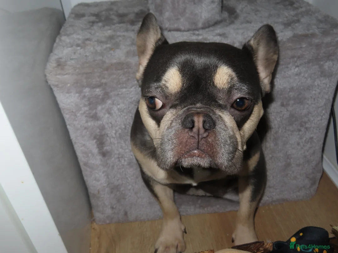 French Bulldog dogs for sale: French Bulldog Puppies Ready for Forever Home - Advert 1