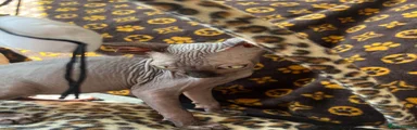 Sphynx 4