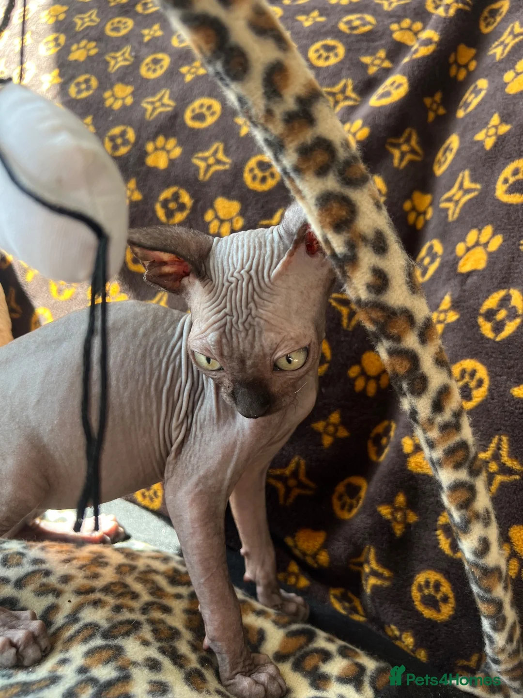 Sphynx cats for sale: 🐾 Beautiful Sphynx Kittens  ready to leave🐾 - Advert 10