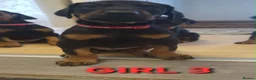 Dobermann dogs for sale: EU IMPORTED BLOODLINE DOBERMAN PUPPIES - Advert 4