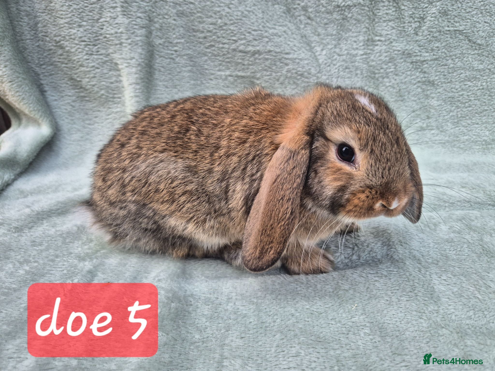 Mini Lop rabbits Gorgeous mini lops ready next week  - Advert 2