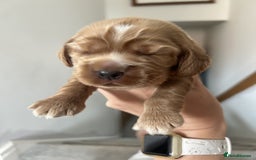 Cocker Spaniel dogs for sale: Stunning Show type Cocker Spaniels - Image 9