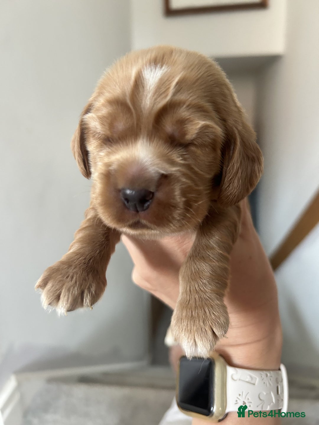 Cocker Spaniel dogs for sale: Stunning Show type Cocker Spaniels - Image 9
