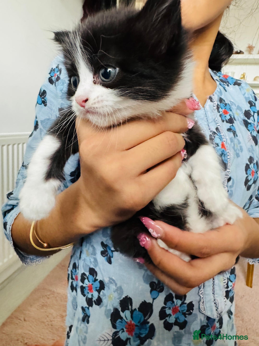 Mixed Breed cats for sale: Kittens for sale - Advert 3