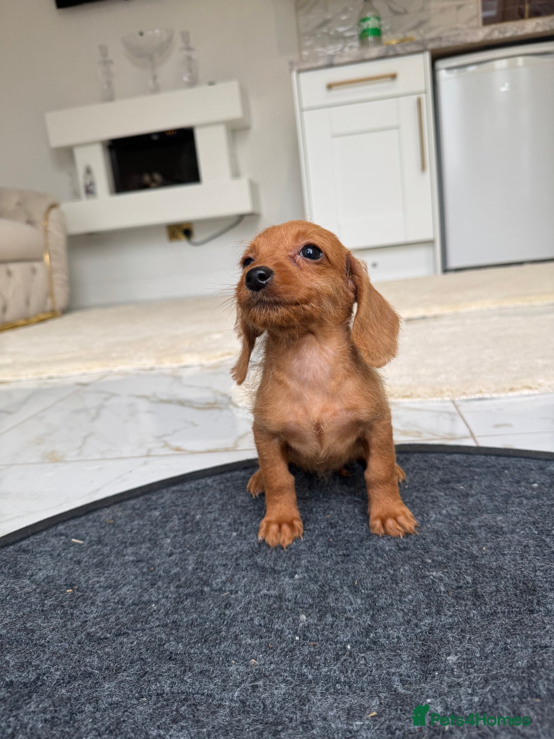 Mixed Breed dogs for sale: Stunning daxiepoos - Advert 15