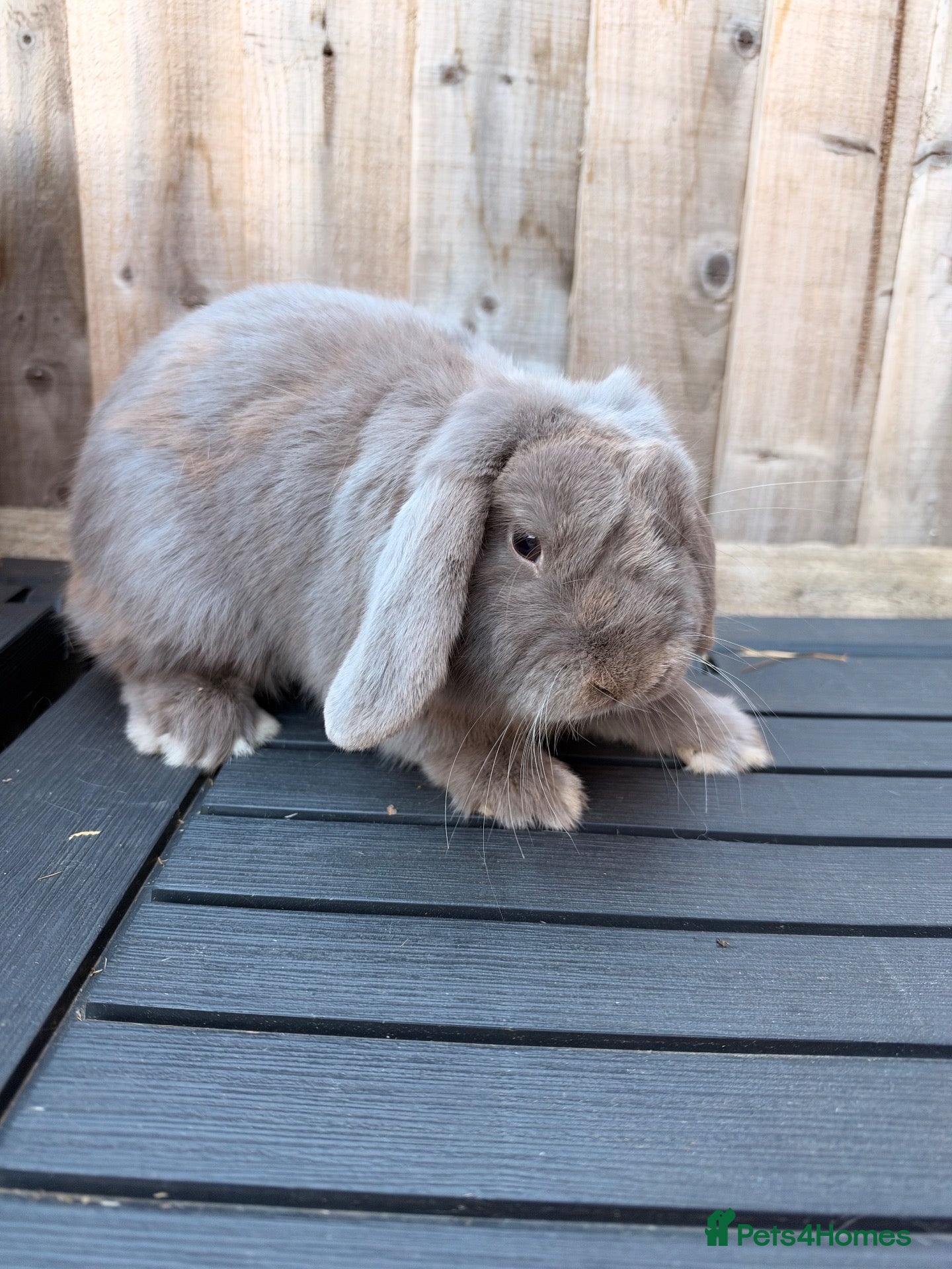 Mini Lop rabbits Vaccinated Mini Lop male  - Advert 17