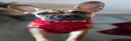 Mixed Breed dogs for sale: Frenchie x Chihuahua - Advert 4