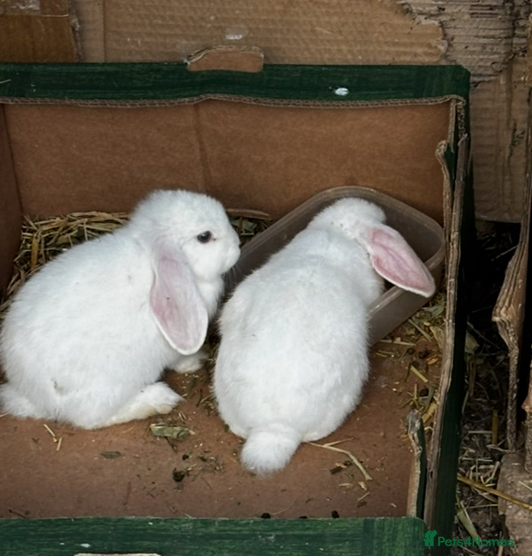 Mini Lop rabbits for sale: Mini lops bucks  - Advert 5
