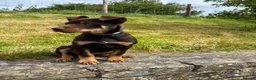 Australian Kelpie dogs for sale: Last 2 Vaccinated Australian Kelpie Puppies - Advert 26