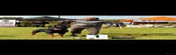 Rottweiler dogs for stud: SUPERB TOP QUALITY KCROTTWEILER FOR STUD **(ACE)** - Advert 15