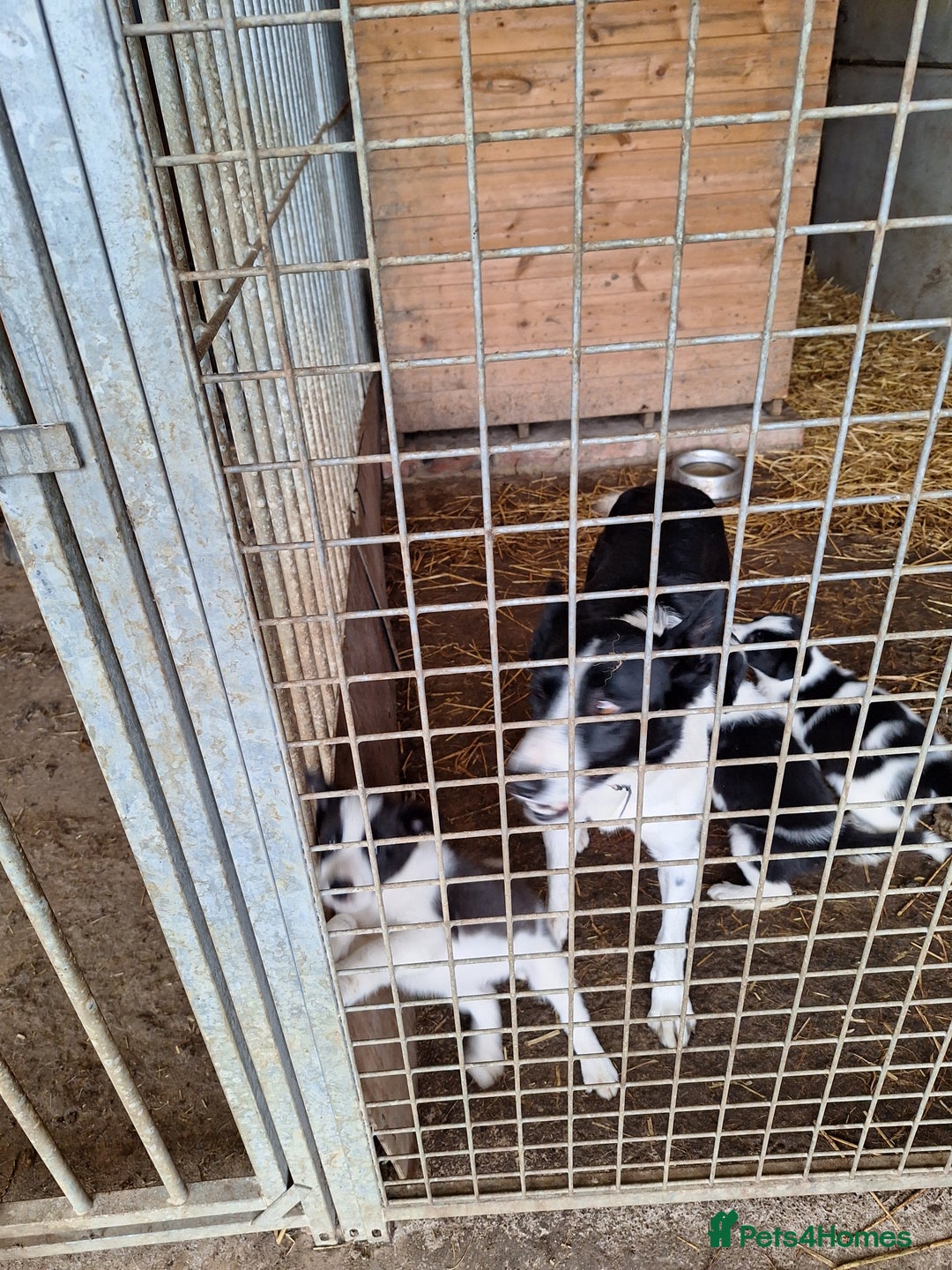 Border Collie dogs for sale: Border Collie pups, ready 25th september - Image 8