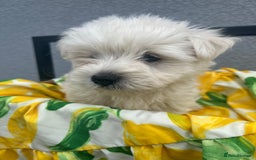 West Highland Terrier dogs for sale: West highland terrier puppies  - Image 4