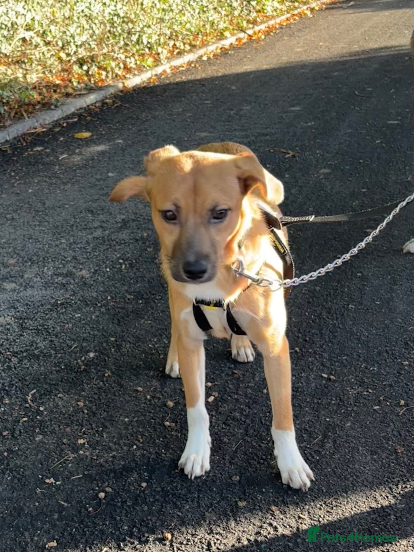 Mixed Breed dogs Georgie Porgie 💙 - Advert 10