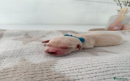 Goldador dogs for sale: A Special Litter of Goldador Puppies - Image 7