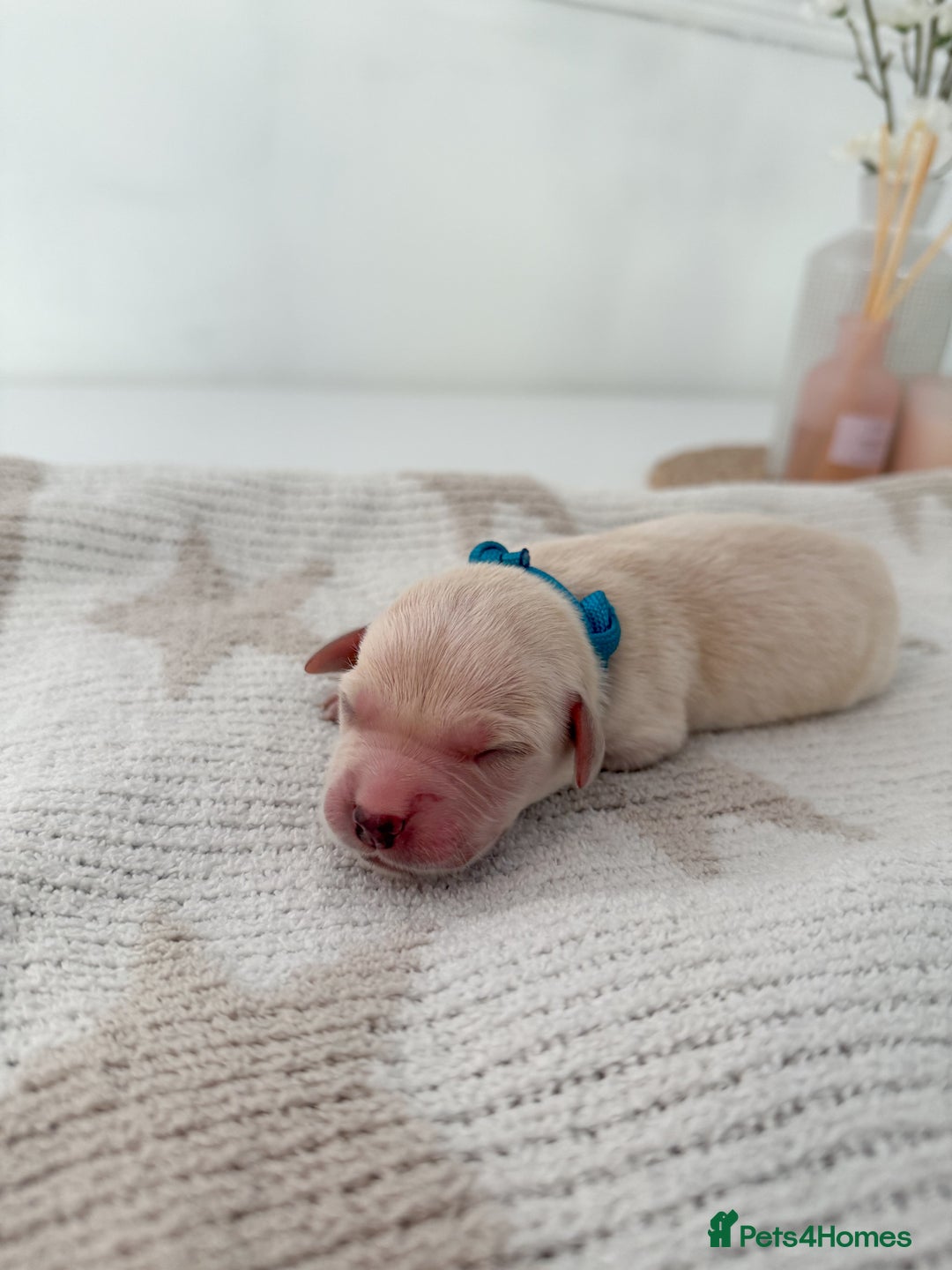 Goldador dogs for sale: A Special Litter of Goldador Puppies - Image 7