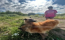 Belgian Shepherd Dog dogs for adoption: Ava - Norwich Norfolk  - Image 15