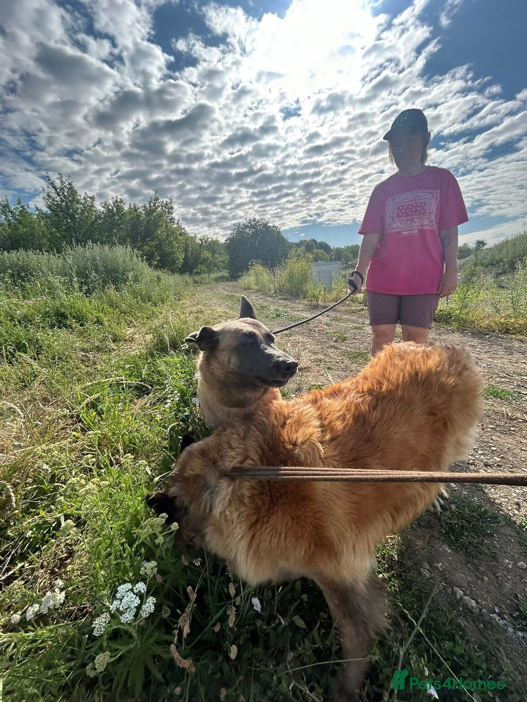 Belgian Shepherd Dog dogs for adoption: Ava - Norwich Norfolk  - Image 15