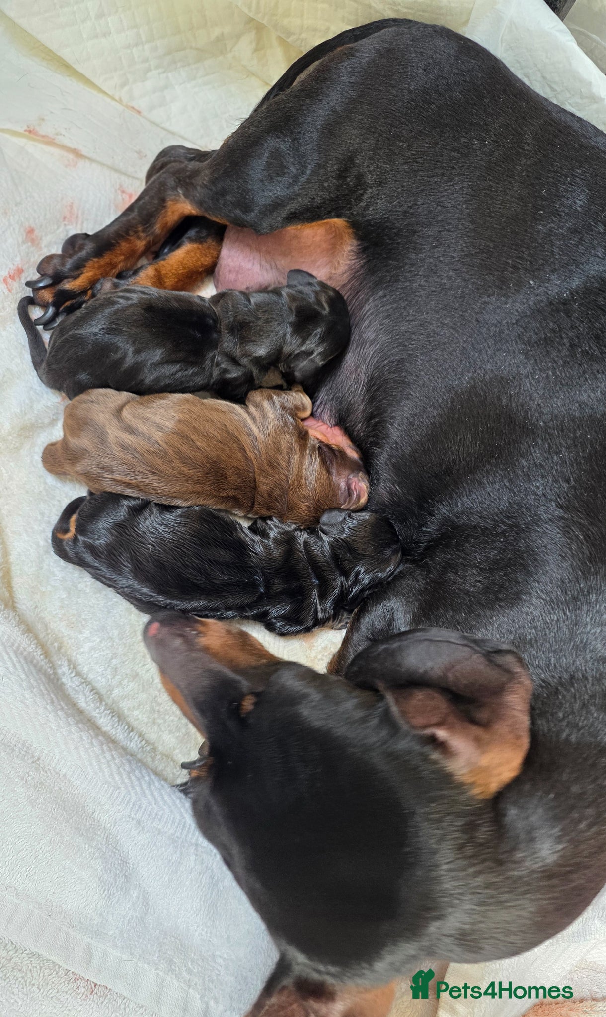 Miniature Dachshund dogs Miniature Dachshund  - Advert 1