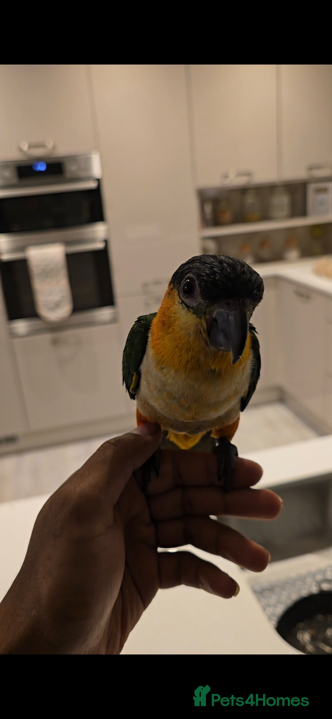 Parrots birds black headed Caiques hand reared babies  - Advert 3