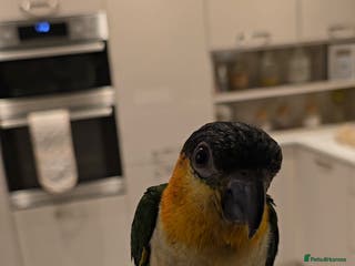 Parrots birds black headed Caiques hand reared babies - Advert 2