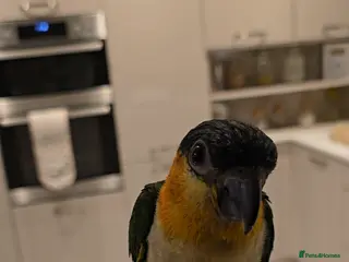 Parrots birds black headed Caiques hand reared babies - Advert 18