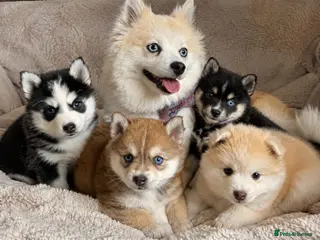 Pomsky dogs Beautiful Pomsky Puppies 3 Girls & 1 Boy Available - Advert 15