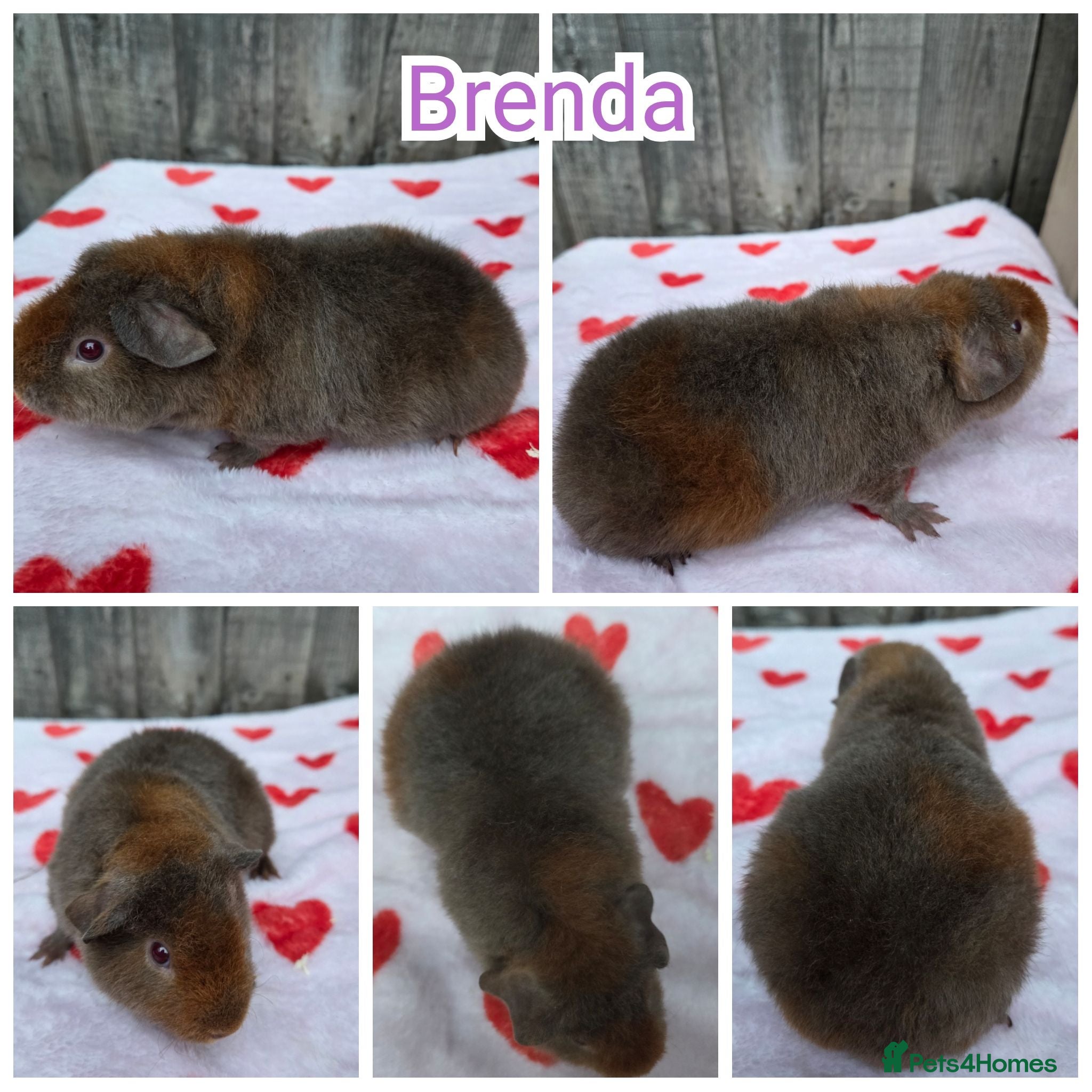 Guinea Pig rodents Baby Girl Skinny & Teddy Guinea Pigs! - Advert 6