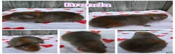 Guinea Pig rodents for sale: Baby Skinny & Teddy Guinea Pigs Ready To Leave! - Advert 4