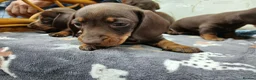 Miniature Dachshund dogs for sale: Miniature dachshund puppies  - Advert 7