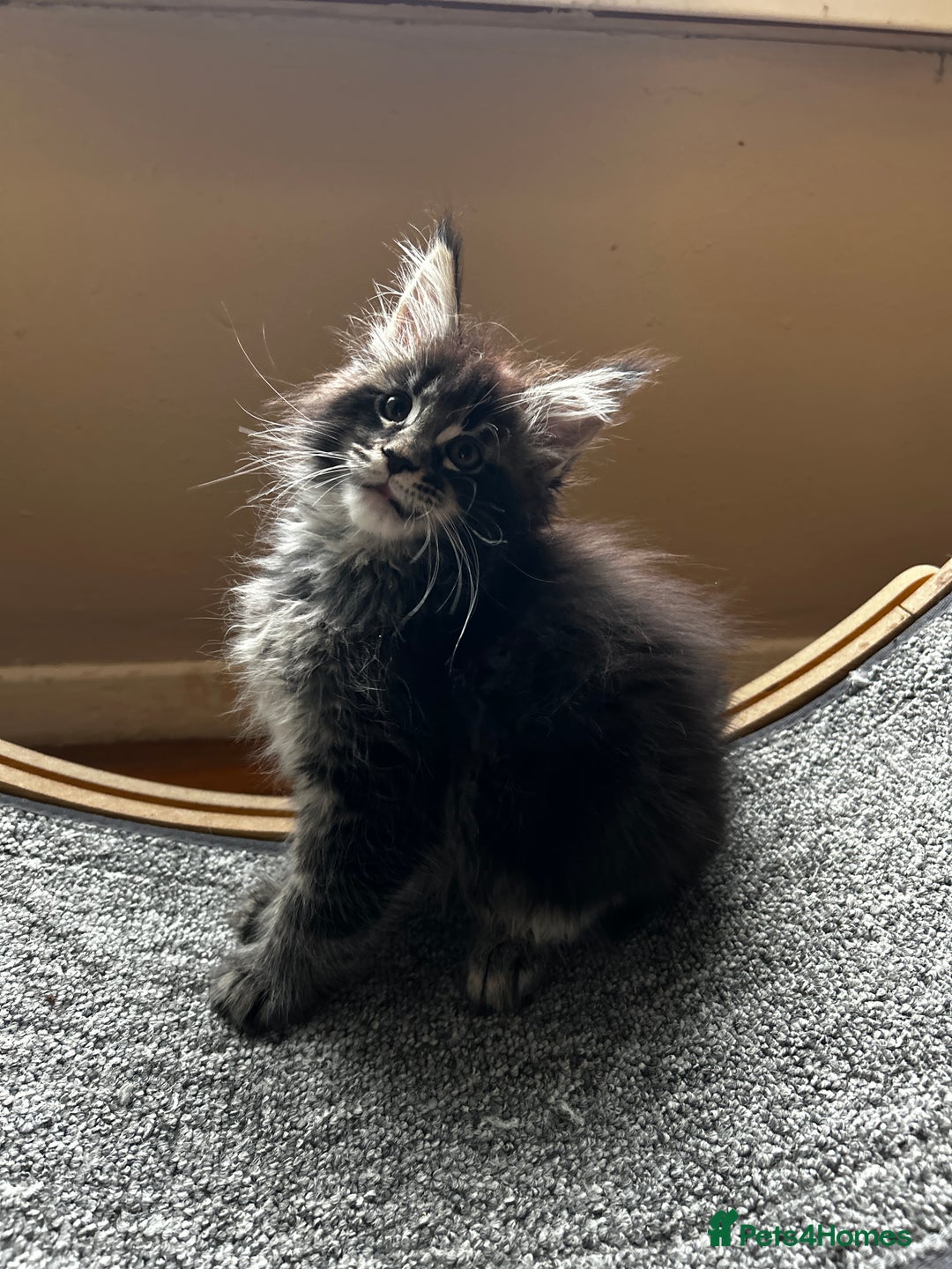 Maine Coon cats for sale: maine coon - Advert 5