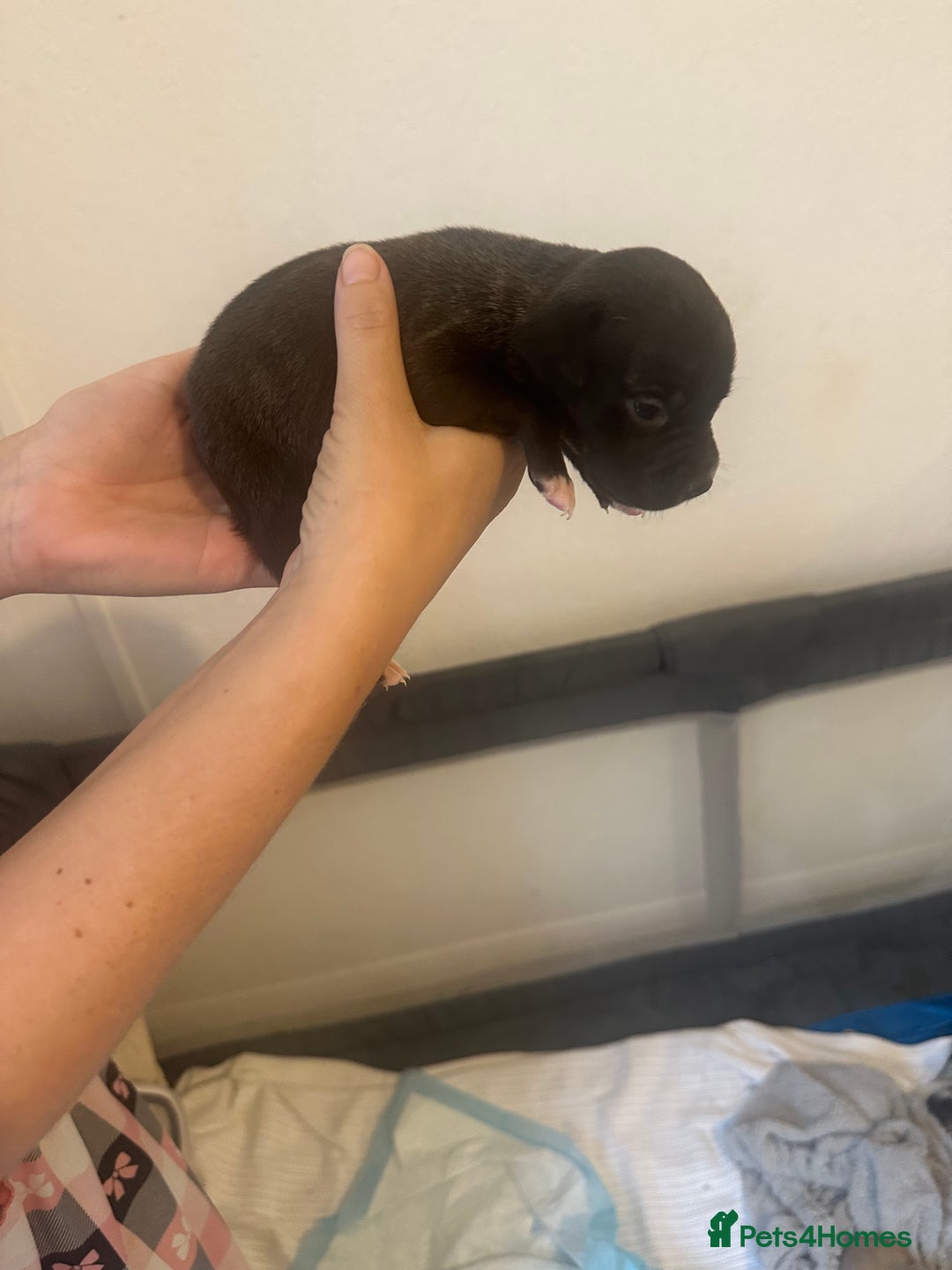 Mixed Breed dogs for sale: American bull staff puppies  - Image 18