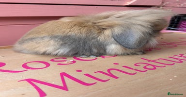 Mini Lop rabbits - Advert 5