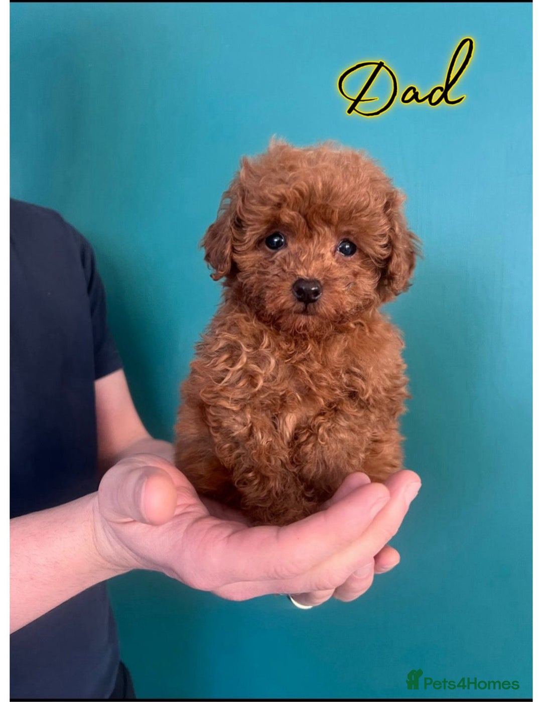 Shihpoo dogs for sale: 🐾 Toy Poodle x Shihpoo Puppies for Sale - Image 18