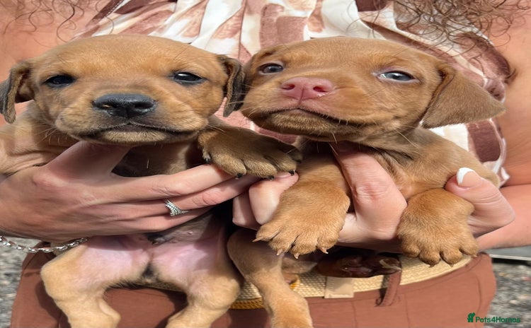 Dobermann dogs - Advert 1