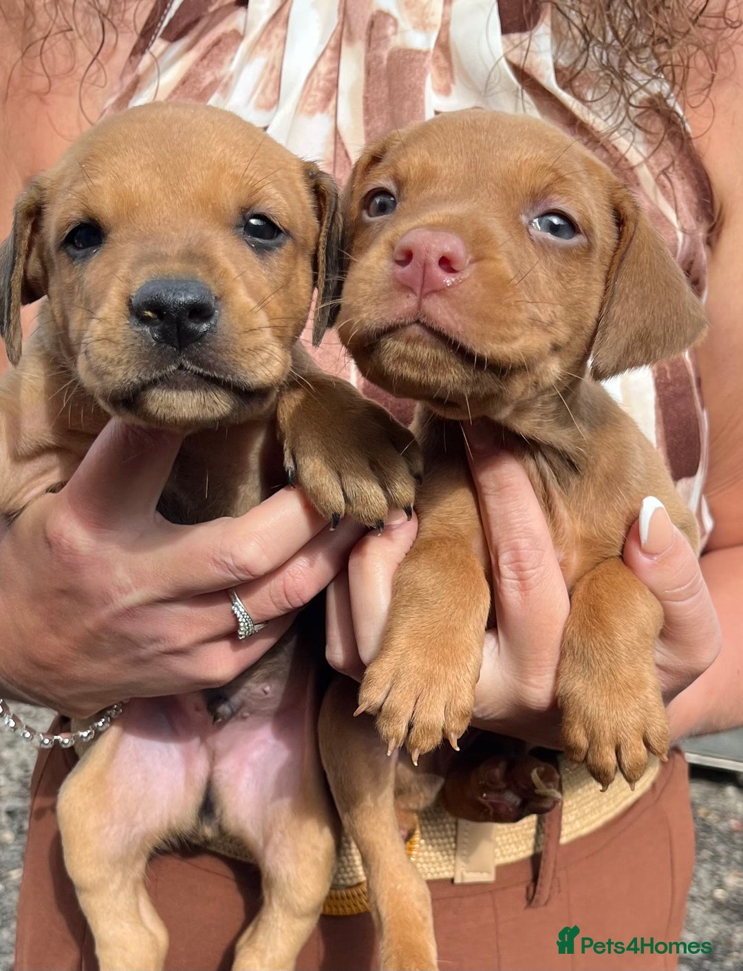 Dobermann dogs for sale: Doberman puppies for sale - Image 1